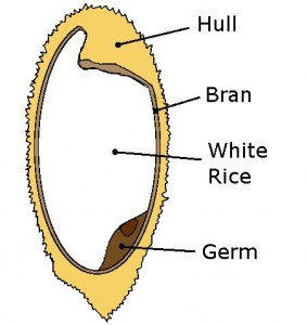 Anatomy of rice grain